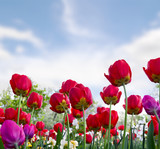 Fototapeta Maki - Beautiful flowers red and pink tulips in garden in a spring day