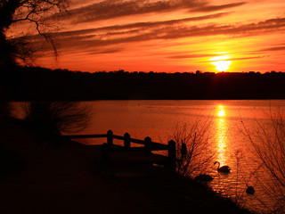 Silhouette of two swans in front of a wooden pier with a beautiful orange sky and a bright sun. Sunset in a yellow-orange zebra sky with a forest in the background over a lake