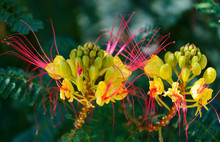 Bird Of Paradise Shrub Or Erythrostemon Gilliesii Or Caesalpinia Gilliesii Or Bird Of Paradise Bush Or Desert Bird Of Paradise Flowering Plant With Small Flower Buds In Center And Flower Heads Compose