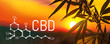 CBD cannabis and marijuana. Oil hemp products. Cannabidiol chemical formula. Growing premium cannabis products