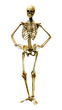 © photosvac - 3D Rendering Human Skeleton on White