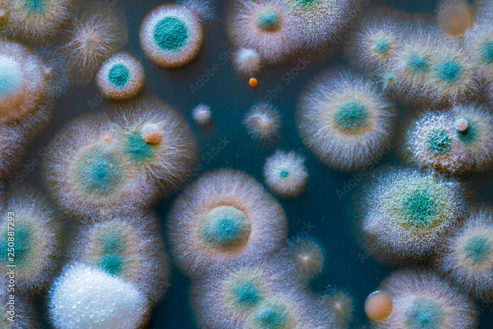 close up petri dish with microbe colony - obrazy, fototapety, plakaty 