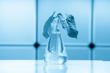 Poster - Green plant in laboratory chemical flask