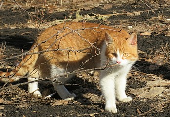 Beautiful redhead cat in the yard in spring, closeup