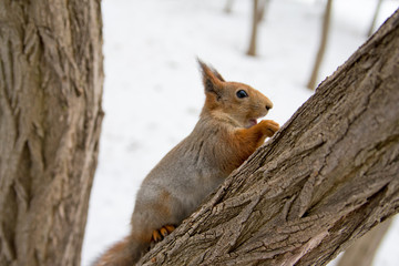 Red Eurasian squirrel hanging on a tree in the winter Park. A squirrel hung from a tree. Walk in the Park in winter.