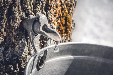 collecting sap from a tree to produce maple syrup