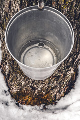 Wall Mural - metal bucket on a tree filled with maple sap