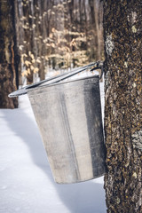 Wall Mural - droplets of maple sap falling into a metal bucket