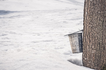 Wall Mural - collecting sap from a big maple tree