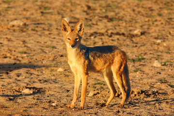 Poster - The black-backed jackal (Canis mesomelas) in beautiful evening light during sunset in desert