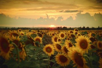 Wall Mural - Agricultural landscape with sunflowers field