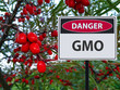 genetically modified berries and a sign of the danger of GMOs