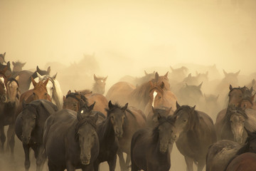 Wall Mural - the old horses run out of dust in smoke
