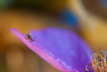 Wall Mural - A small snail crawls down the petal of a flower