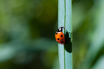 Wall Mural - Ladybug climbs a blade of grass up on a green background, casts a shadow