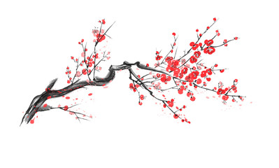 realistic sakura blossom isolated on white background.