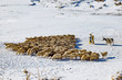 flock of sheep on snow, çoban