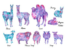 Set Of Wool Animals: Llama, Alpaca, Merino Sheep, Angora Rabbit, Camel, Goat. Blue, Purple And Pink Colors, Hand Drawn Watercolor Illustration.