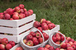 © Jacek - Natural background with red apples in white boxes and baskets in orchard. Picking apples in autumn. Garden.