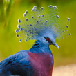 Portrait of a beautiful Victoria Crowned Pigeon