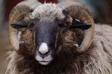 Close Up Portrait Of Big Fluffy Brown Sheep With Big Curlyhorns.