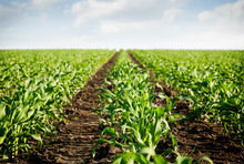 Young Corn Rows Stretching To Horizon 