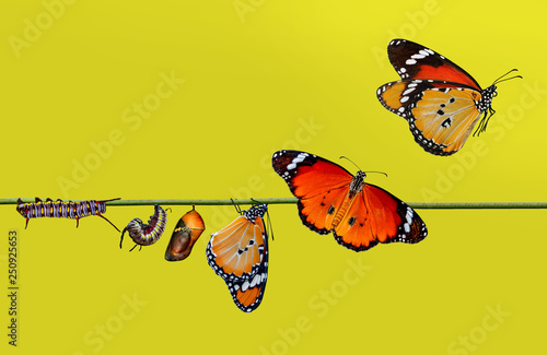 Fotografía A farm for butterflies, pupae and cocoons are suspended