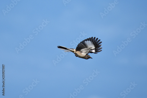 Fotografía Northern mockingbird in flight with blue sky