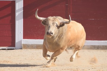 yak in himalayas