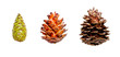 © Cavan Images - Pine cone in 3 stages of growth