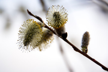 Budding willow in early spring