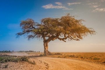 Wall Mural - Kenya. Africa. A lone african acacia on a dusty dirt road. Savanna trees. Early morning in the savannah. Landscape of Kenya. African safari