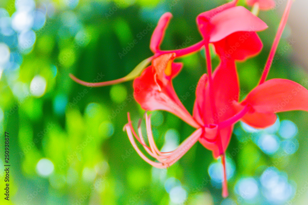 Beautiful red Pride of Burma flowers (Amherstia nobilis) on tree in the ...