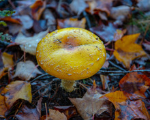 Yellow And Orange Mushroom Growing Along Forest Floor With Green Grass