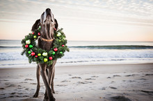 Dog Wearing Christmas Wreath Standing On Beach  