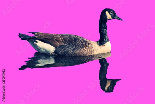 Fotografija  Bird, Canadian Geese, floating with reflection in water