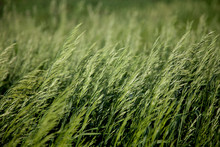 Close Up Of Young Wheat Stalks 