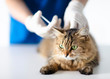 © Tom Wang - Veterinarian at vet clinic giving injection  cat