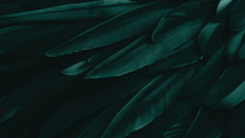 Exotic Texture Feathers Background, Closeup Bird Wing. Dark Green Feathers For Design And Pattern.