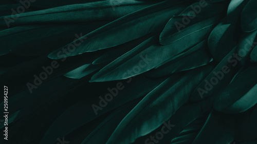 Exotic texture feathers background, closeup bird wing. Dark green feathers fo...