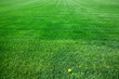© Cavan Images - Large field of green grass