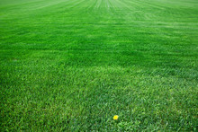 Large Field Of Green Grass 