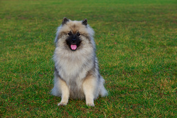 Wall Mural - Dog breed keeshond