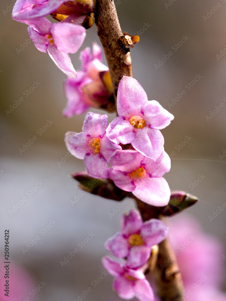 Kwitnący Wawrzynek wilczełyko (Daphne mezereum L.)w lasach grądowych - obrazy, fototapety, plakaty 