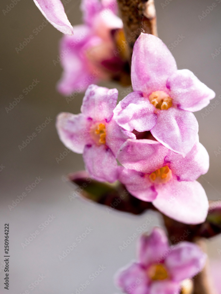 Kwitnący Wawrzynek wilczełyko (Daphne mezereum L.)w lasach grądowych - obrazy, fototapety, plakaty 
