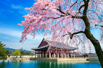 Wall Mural - Gyeongbokgung Palace with cherry blossom in spring, Seoul in Korea.