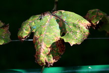 Shriveled Partially Dried Large Vine Leaf With Brown Spots And Small Fly Sitting On Top In Local Garden On Warm Summer Day