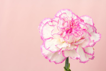 Wall Mural - carnation