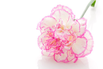 Wall Mural - carnation