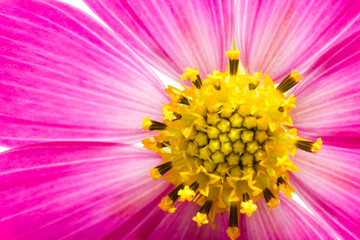 Wall Mural - cosmos flower